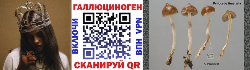 hydra как войти  Сусуман  Галлюциногенные грибы Cubensis 